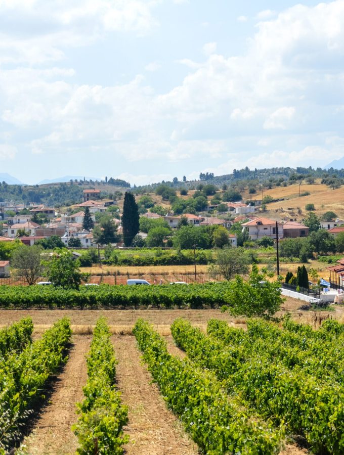 Vineyards in Nemea, Greece